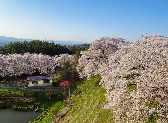 緩和ケア病棟は桜の名勝