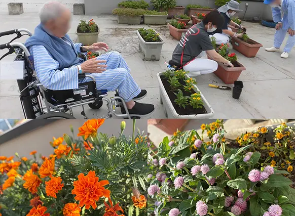 屋上の寄せ植えは散歩の楽しみ